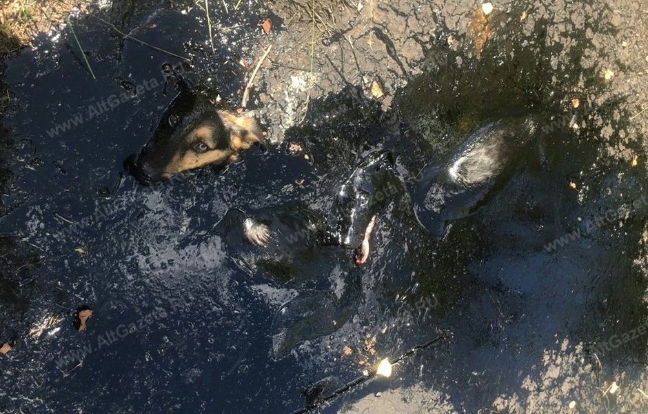 Спасли собак тонувших в мазуте в Мостовике